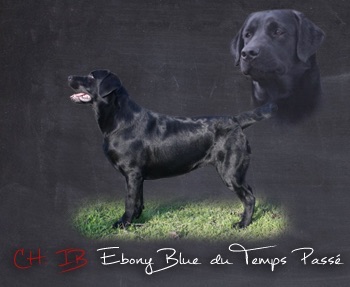 CH. Ebony blue du temps passé