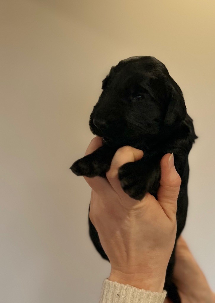 of the Ocean's Smile - Chiot disponible  - Flat Coated Retriever