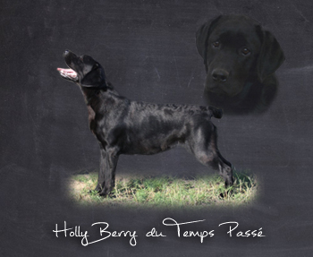 Holly berry du temps passé