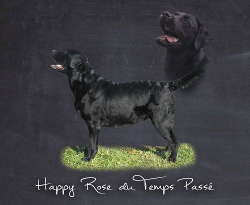 Happy rose du temps passé