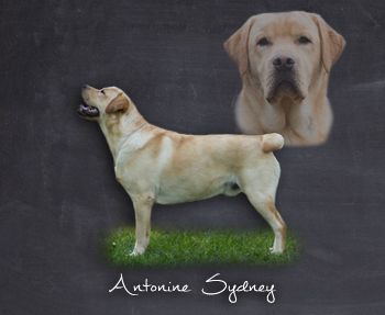antonine Sydney